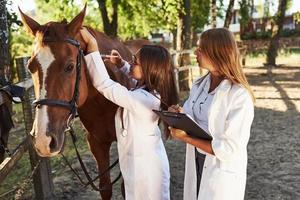 Make an injection. Two female vets examining horse outdoors at the farm at daytime photo