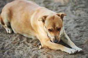 Sad dog in eyewear laying on the sand outdoors. Conception of pets photo