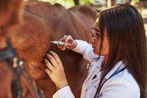 Make an injection. Female vet examining horse outdoors at the farm at daytime photo