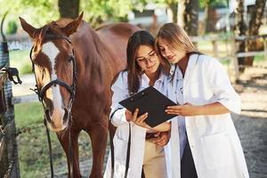 Reading documents. Two female vets examining horse outdoors at the farm at daytime photo