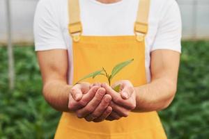 Holding plant in hands. Young greenhouse worker in yellow uniform have job inside of hothouse photo