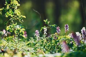 Close up view of spring plants outdoors at daytime. Bright sunlight photo