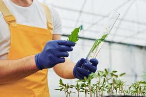 Holds test tube with plant and water inside of it. Young greenhouse worker in yellow uniform have job inside of hothouse photo