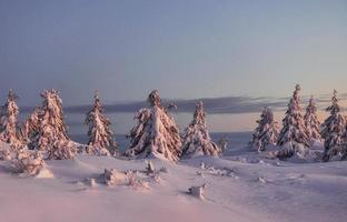 la nieve cubre mucho suelo y árboles. mágico paisaje invernal foto