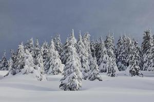 mágico paisaje invernal con árboles cubiertos de nieve durante el día foto