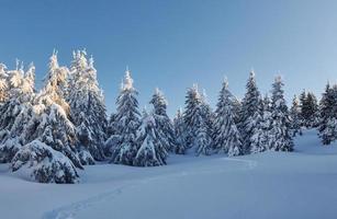 cielo azul claro. mágico paisaje invernal con árboles cubiertos de nieve durante el día