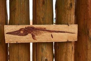 Bones of ancient old prehistoric wild animals hanging on the wall at the show. Conception of paleontology photo