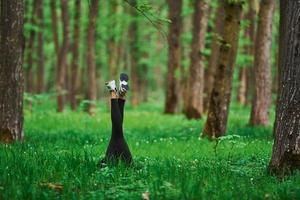 Legs of woman that have a rest and lying down on ground in forest photo