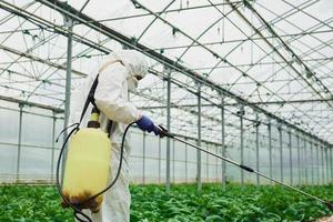 Young greenhouse female worker in full white protective uniform watering plants inside of hothouse photo