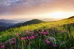 flores entre la hierba. majestuosas montañas de los cárpatos. Precioso paisaje. vista impresionante foto