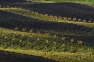 Line of fresh trees on the green agriciltural fields at daytime photo