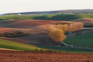 Beautiful nature. Trees on the green agriciltural fields at daytime photo