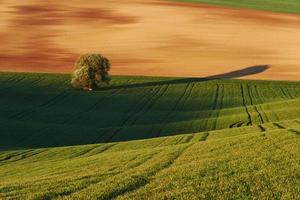 Tree on green field in Moravia. Beautiful nature. Rural scene photo