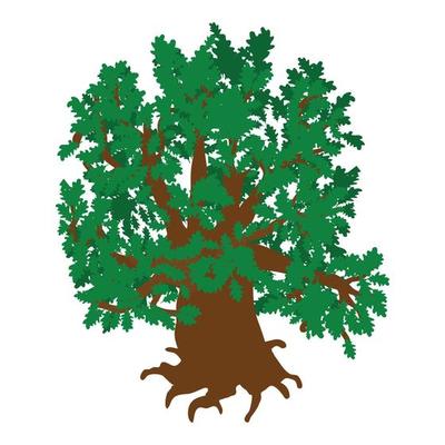 Green oak icon isometric vector. Old green freestanding deciduous tree with root