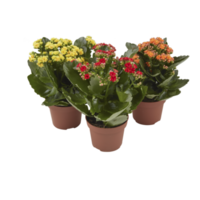 flores kalanchoe vasos de plantas prímula com recorte isolado em fundo transparente png