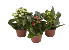 Kalanchoe fleurs plantes en pot primevère avec découpe isolé sur fond transparent png