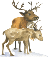 Watercolor illustration of two reindeer png