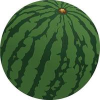Big watermelon illustration with green outline vector