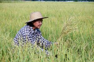 Portrait elderly asian woman standing in yellow rice paddy field, holding a bundle of riceear, smiling and showing her happiness in her daily life in her farmland, soft and selective focus. photo