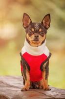 A chihuahua dog sits on a bench against the background of nature. A pet dog on a walk. photo