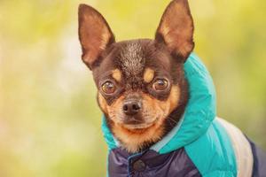 perro chihuahua tricolor con chaqueta azul. retrato de un perro mascota en un paseo. foto