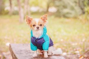 A long-haired chihuahua dog sits in front of the park. A young dog on a walk in a jacket. photo