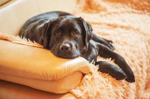 9-month-old black labrador retriever puppy at home. A pet dog rests on the sofa. photo