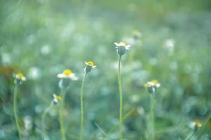 blurred ,wild flower fields.Beautiful growing and blooming in the morning photo