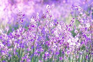 flor de flor borrosa, púrpura en el campo. hermoso crecimiento y flores en el prado que florece en la mañana, enfoque selectivo