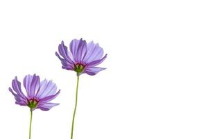 Pink cosmos flower on white background photo