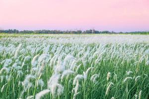 campo de flores de hierba blanca del fondo de la naturaleza del cielo del atardecer foto