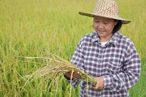 Portrait elderly asian woman standing in yellow rice paddy field, holding a bundle of riceear, smiling and showing her happiness in her daily life in her farmland, soft and selective focus. photo