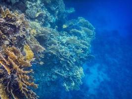 amazing corals and view into the blue deep in the red sea photo