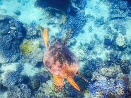 tortuga verde se sumerge rápidamente en el fondo del mar rojo foto