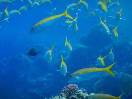 many mackerel with yellow stripe in blue seawater photo