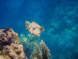 white spotted puffer fish swims in clear water over the corals photo