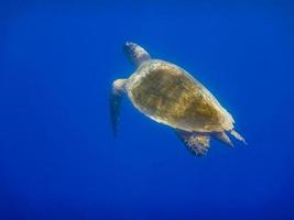 tortuga marina verde en agua azul profunda mientras bucea en egipto foto