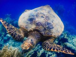 green sea turtle eats over corals and deep blue water photo