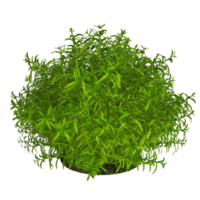 representación 3d de la planta verde png