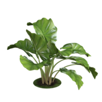 groene plant 3D-rendering png