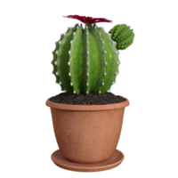 3d cactus aislado premium png