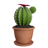 3d cactus geïsoleerd premie png