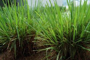 traditional medicines, fresh lemongrass leaves in a palawija plantation photo