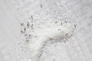 hormiga de azúcar en el fondo de la mesa, azúcar blanco con hormiga comiendo azúcar dulce granulado cristalino foto