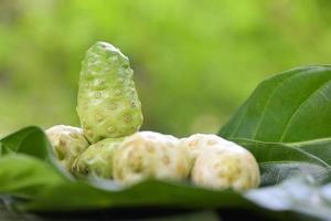 medicinas herbales de frutas noni, noni fresco del árbol - otros nombres gran morinda, morera de playa o morinda citrifolia foto