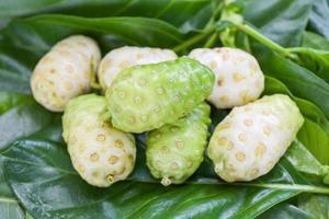 Noni fruit herbal medicines, fresh noni from tree - Other names Great morinda , Beach mulberry or Morinda Citrifolia photo