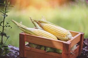 maíz fresco sobre fondo verde natural de caja de madera, cosecha de maíz maduro orgánico, maíz en la mazorca, maíz dulce para cocinar alimentos