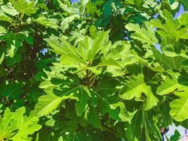 hermosas hojas verdes de roble. diminutas hojas verdes en el árbol. planta exótica en un país cálido. hoja veteada, naturaleza, verdor. gran rama esponjosa foto