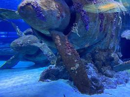 Corroding remains of a jet engine on an underwater aircraft wreck photo