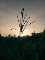 siluet bunga jagung or silhouette of sunrise cornflower in corn garden photo